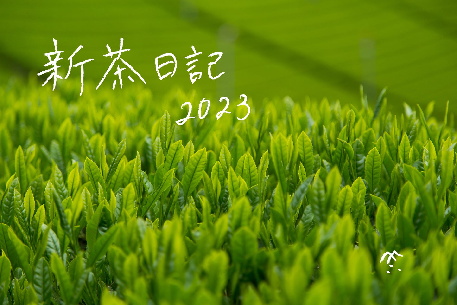＃新茶日記2023