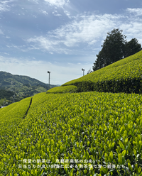 【青山店】6/8(月)お茶の淹れ方教室「新茶2026を楽しむ」参加チケット