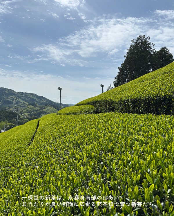 【青山店】6/8(月)お茶の淹れ方教室「新茶2026を楽しむ」参加チケット
