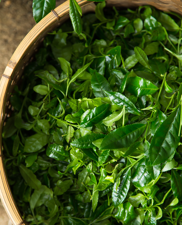 【受注生産品・6月お届け】新茶 中缶・玉露 滴露  小缶